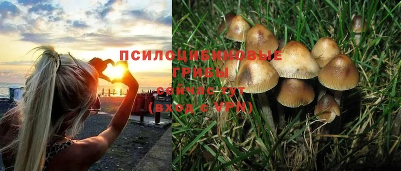 как найти   Барабинск  Галлюциногенные грибы Cubensis 